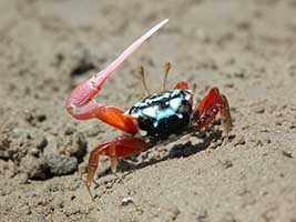 Tubuca elegans thumbnail