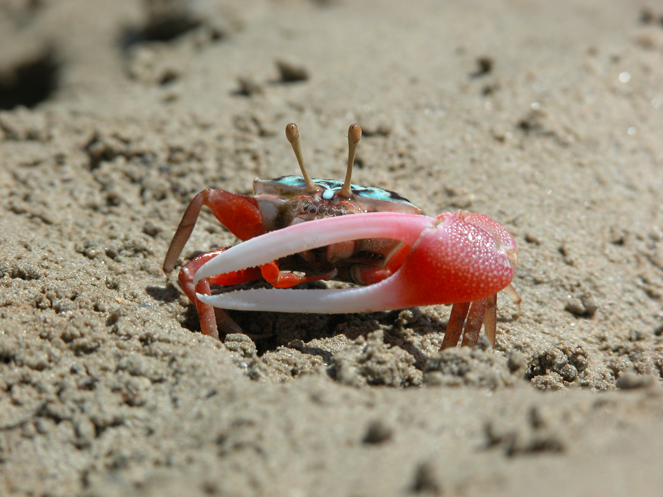 Tubuca elegans