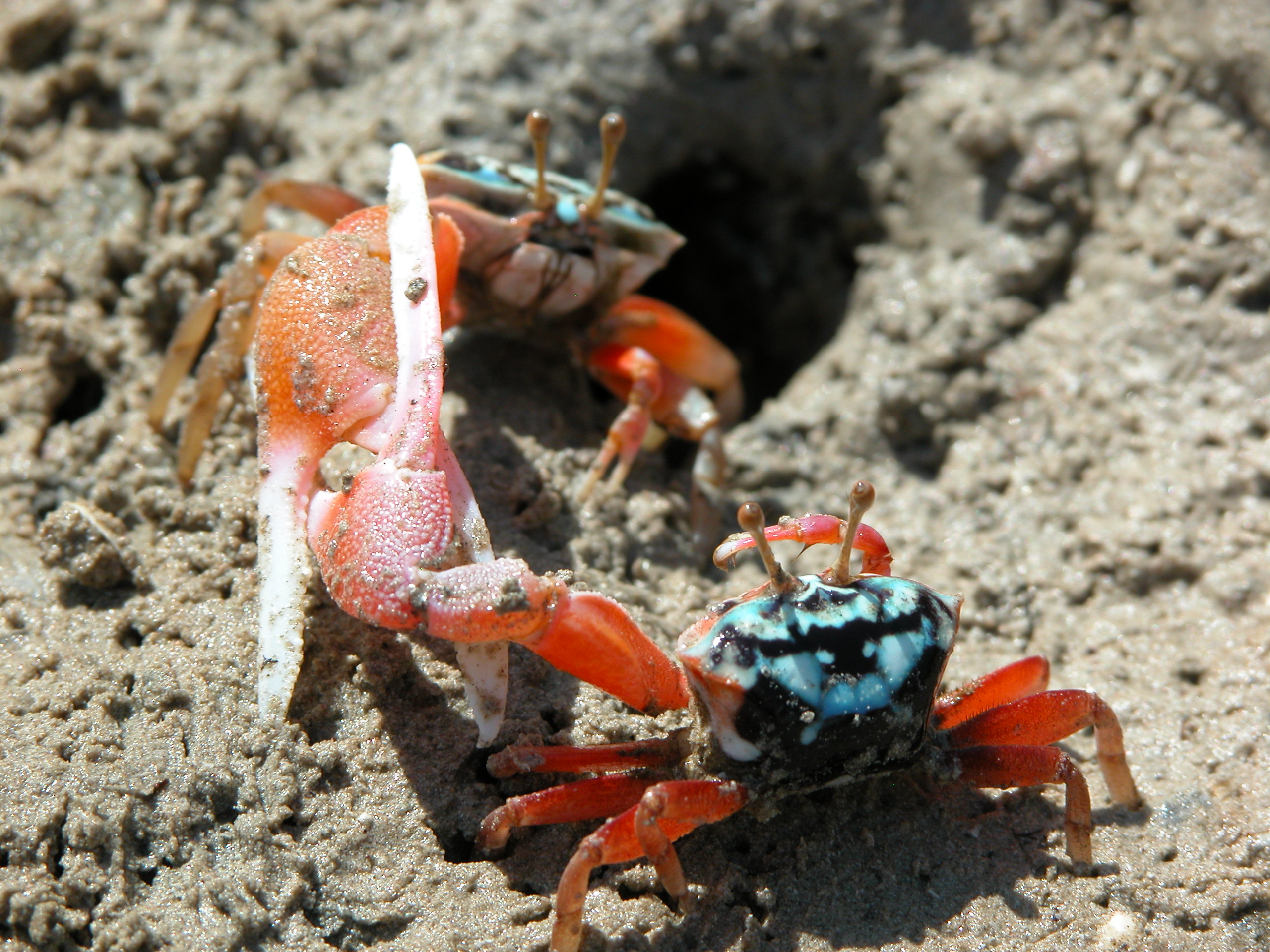 Tubuca elegans photo
