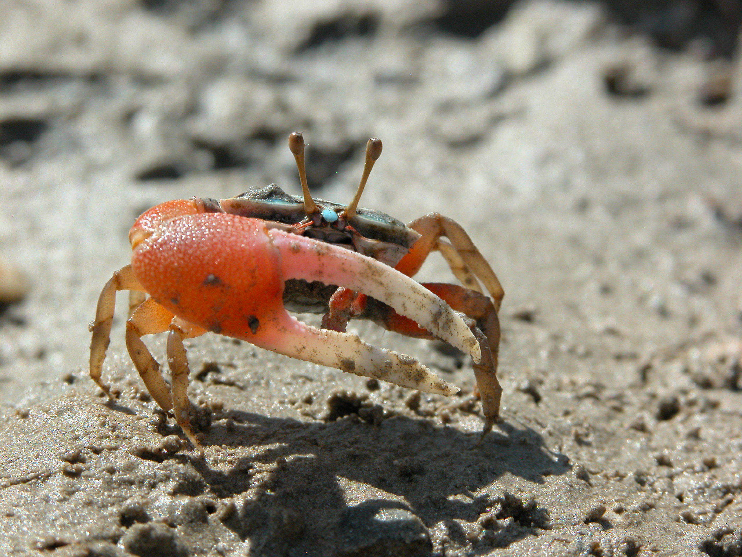 Tubuca elegans photo