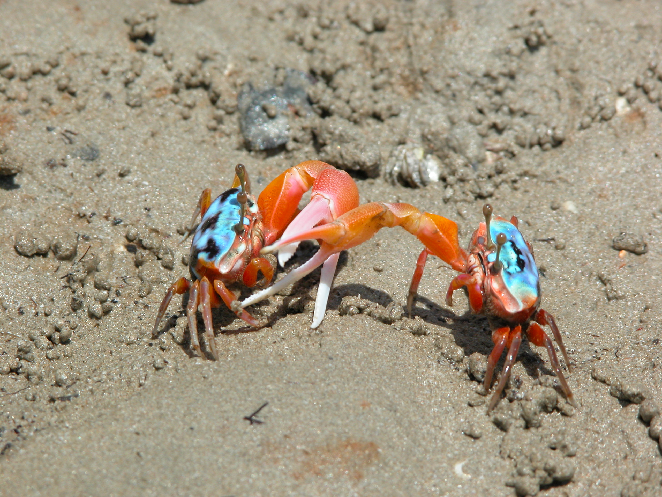 Tubuca elegans photo