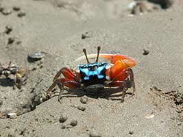 Tubuca elegans thumbnail