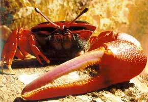 Tubuca flammula thumbnail