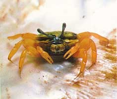 Tubuca flammula thumbnail