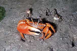 Tubuca flammula thumbnail