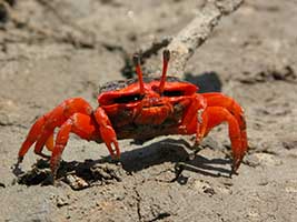 Tubuca flammula thumbnail
