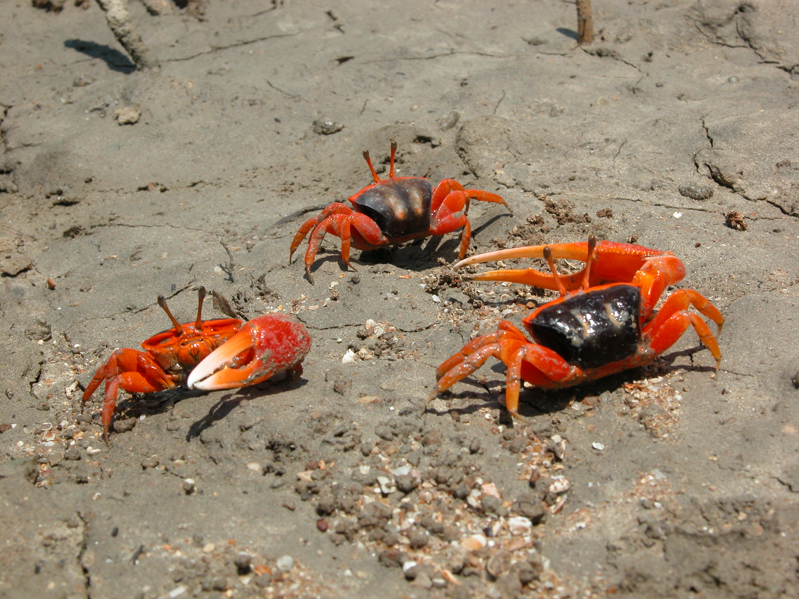 Tubuca flammula photo