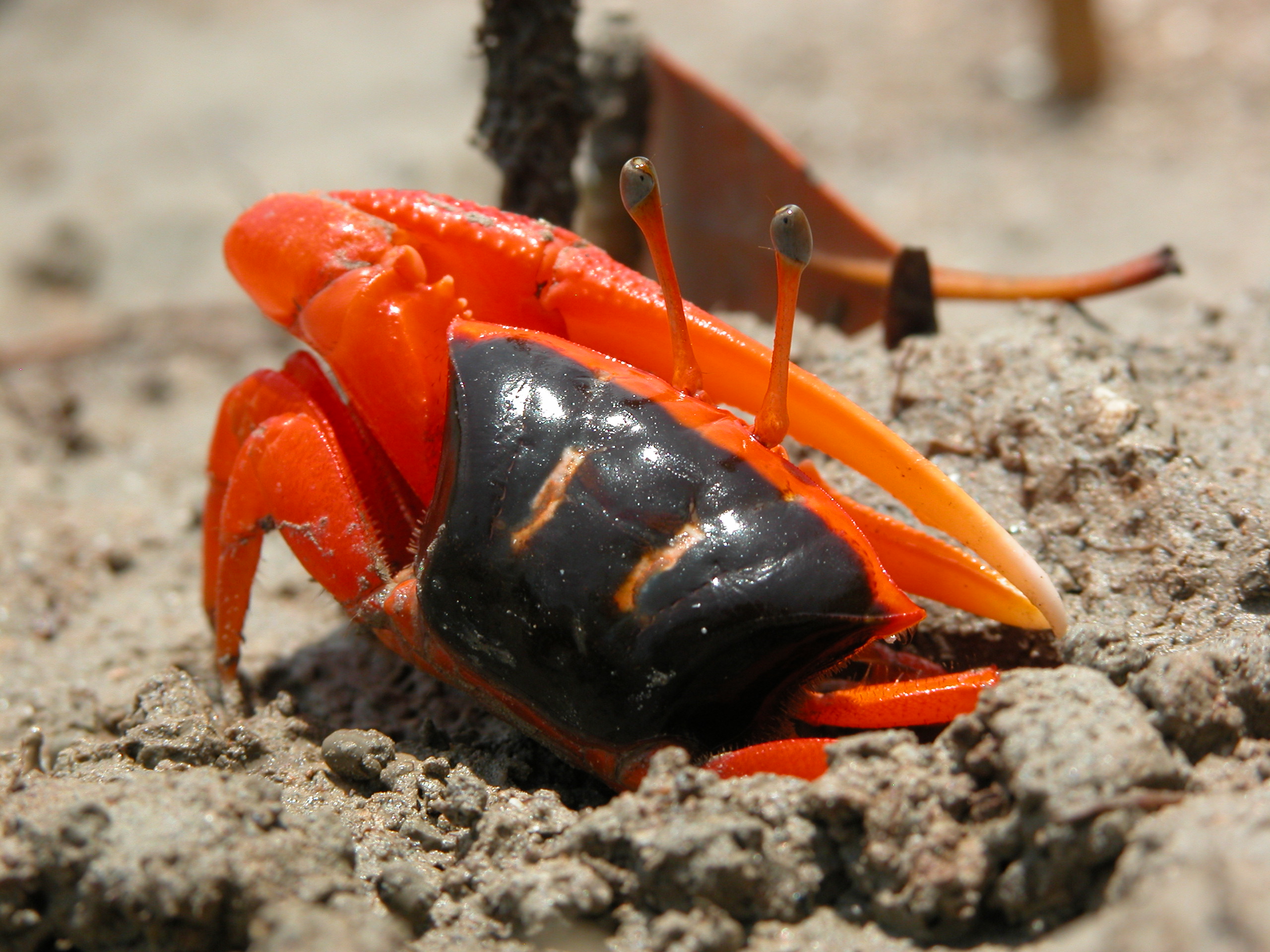 Tubuca flammula