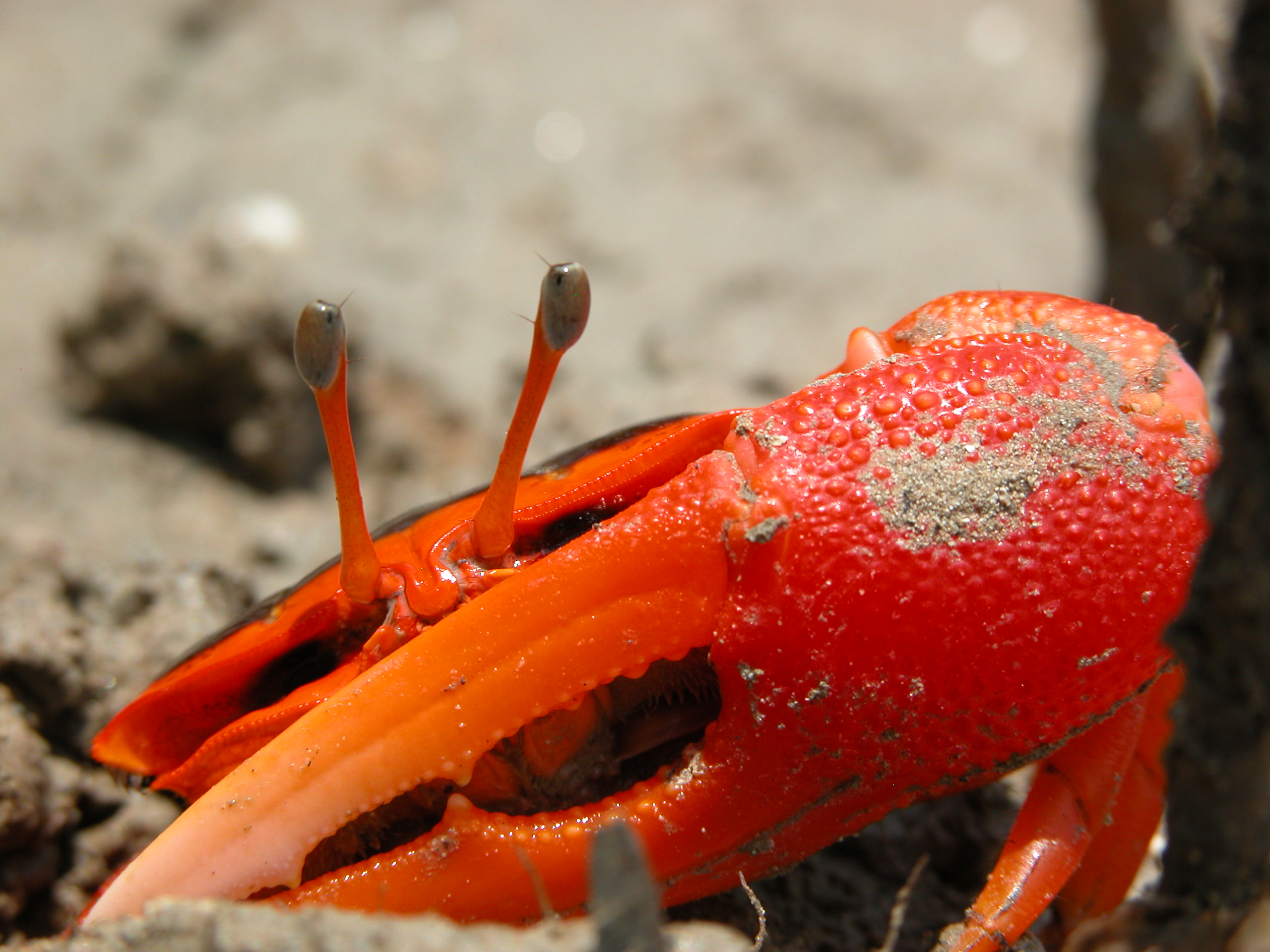 Tubuca flammula photo