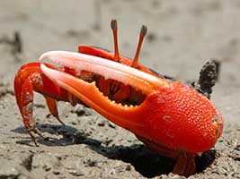 Tubuca flammula thumbnail