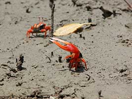 Tubuca flammula thumbnail