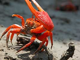 Tubuca flammula thumbnail