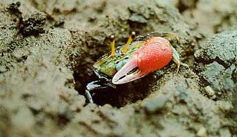 Tubuca forcipata thumbnail