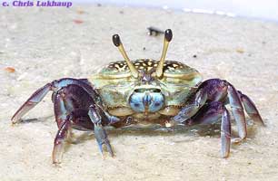 Tubuca forcipata thumbnail