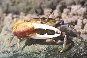 Tubuca forcipata thumbnail