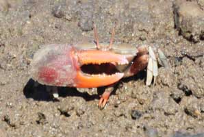 Tubuca forcipata thumbnail