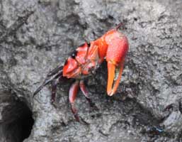 Tubuca forcipata thumbnail