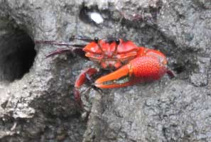 Tubuca forcipata thumbnail