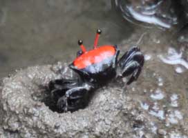 Tubuca forcipata thumbnail