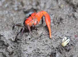 Austruca triangularis thumbnail