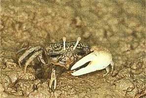 Xeruca formosensis thumbnail