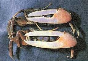 Xeruca formosensis thumbnail