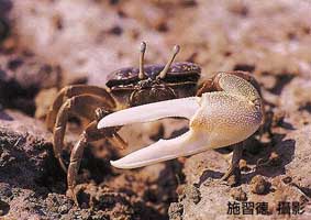 Xeruca formosensis thumbnail