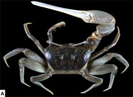Xeruca formosensis thumbnail