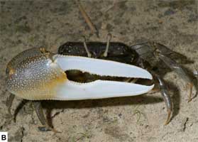 Xeruca formosensis thumbnail