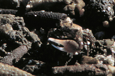 Leptuca helleri photo