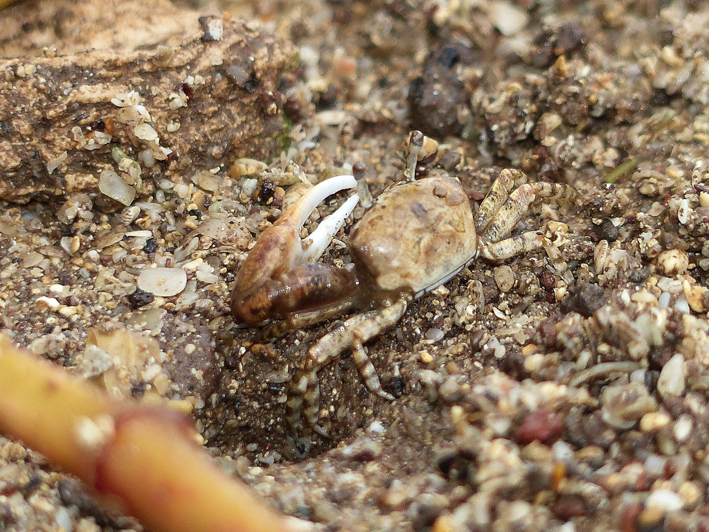 Leptuca helleri photo