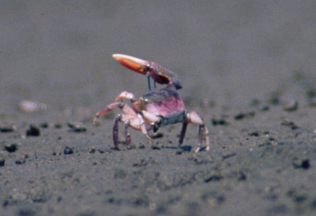 Uca heteropleura photo