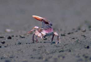 Uca heteropleura thumbnail