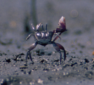 Uca heteropleura photo