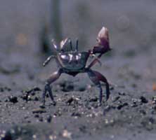 Uca heteropleura thumbnail