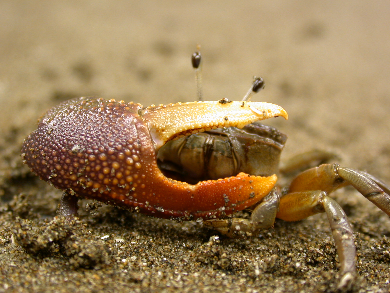 Uca heteropleura photo