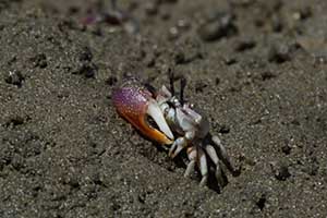 Uca heteropleura thumbnail