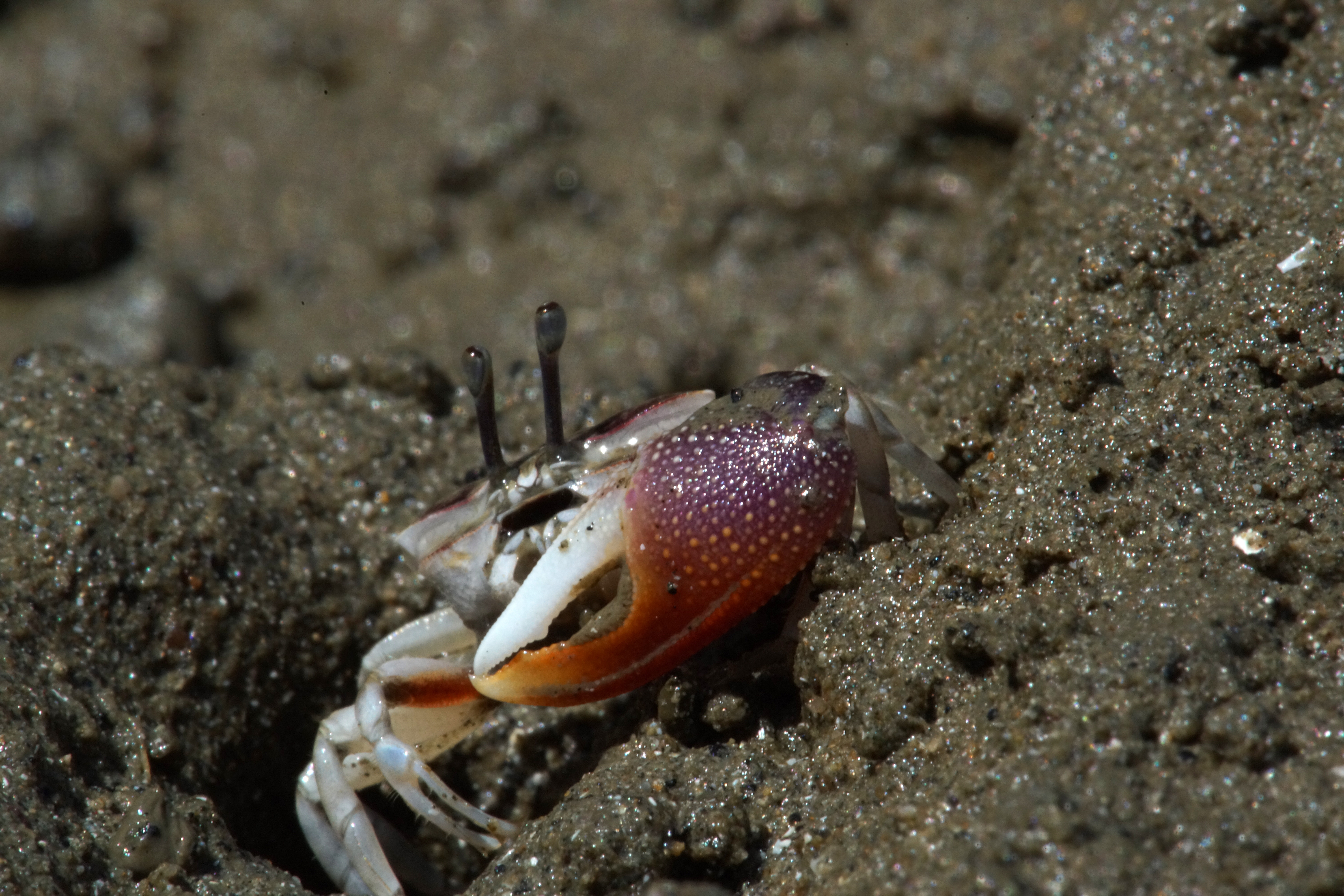 Uca heteropleura photo