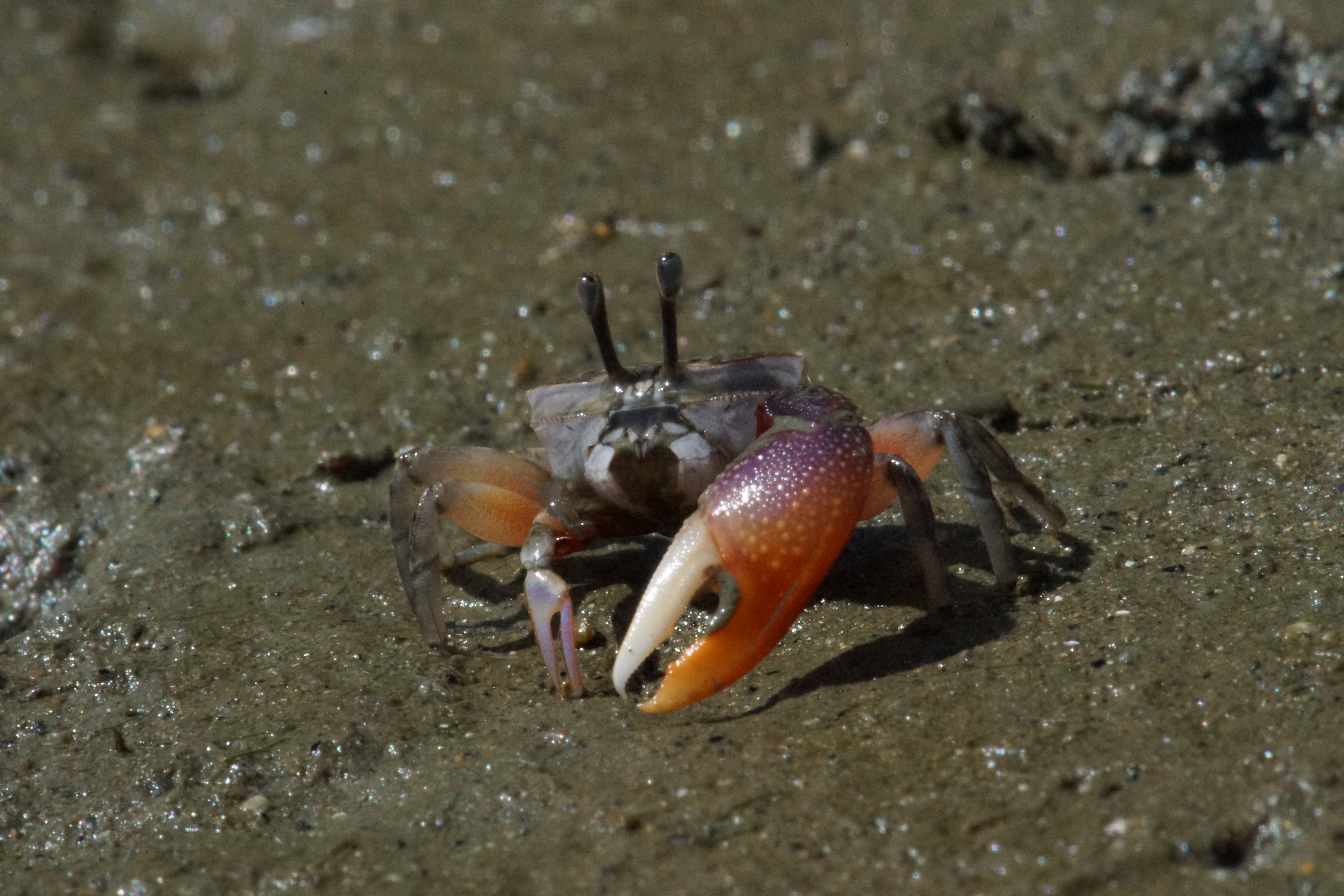 Uca heteropleura