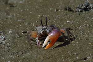 Uca heteropleura thumbnail