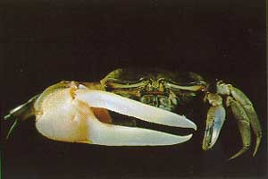 Tubuca hirsutimanus thumbnail