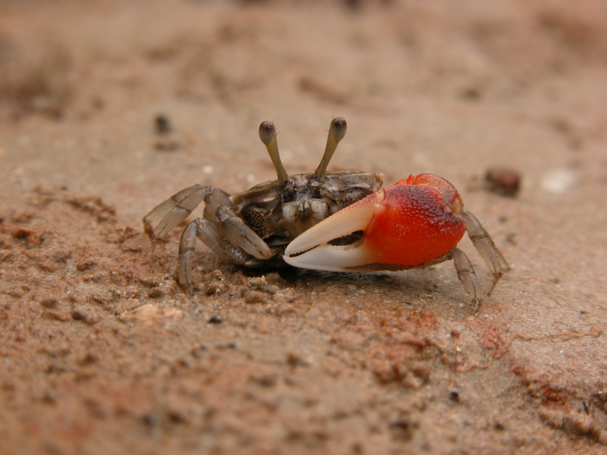 Tubuca hirsutimanus