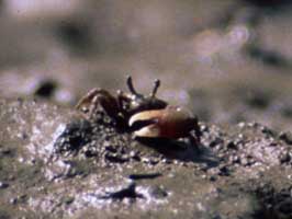 Leptuca inaequalis thumbnail