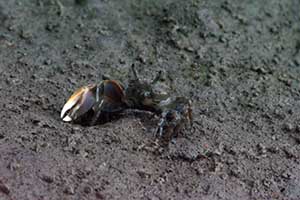 Leptuca inaequalis thumbnail