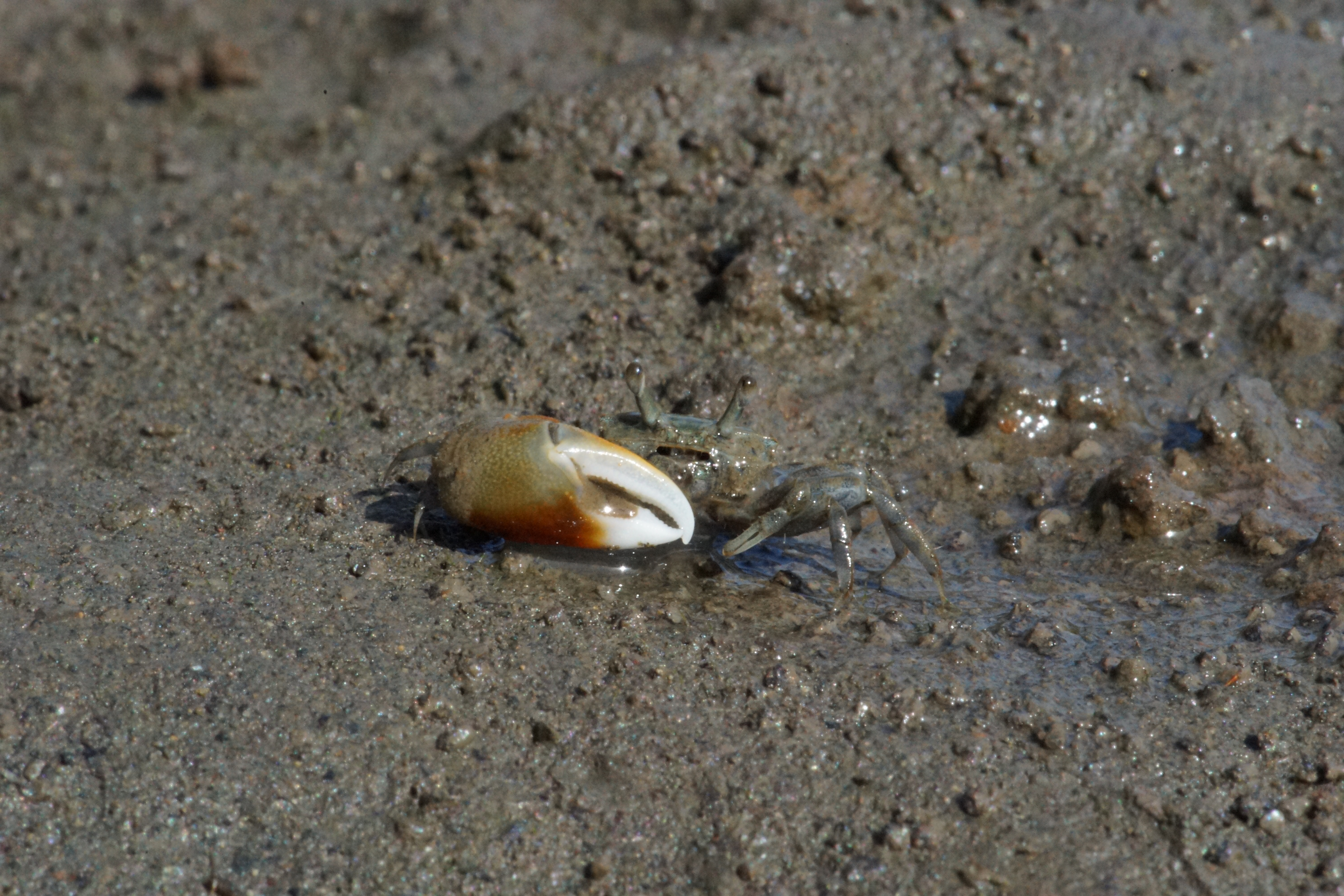 Leptuca inaequalis