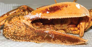 Uca insignis thumbnail