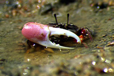 Cranuca inversa photo