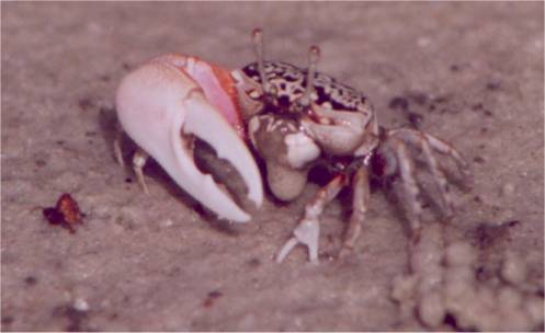 Cranuca inversa photo