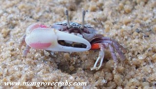 Cranuca inversa photo