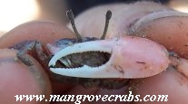 Cranuca inversa photo